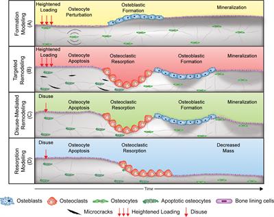 Exercise for optimizing bone health after hormone-induced increases in bone stiffness